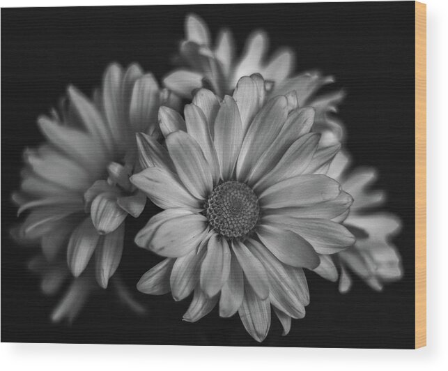  Wood Print featuring the photograph Daisies by Laura Terriere