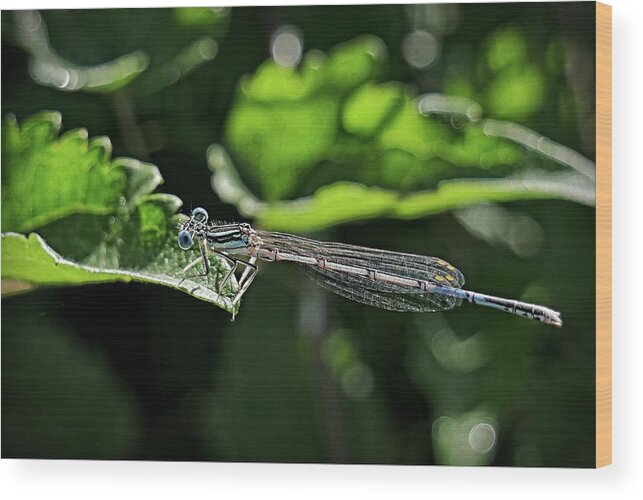 Blue Damsel Fly Wood Print featuring the photograph Damsel fly by Martin Smith