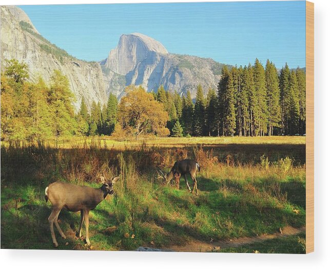 Scenics Wood Print featuring the photograph Deer And Half Dome by Sandy L. Kirkner