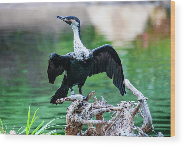 Cormorant Wood Print featuring the photograph Double Crested Cormorant Posing by Anthony Jones