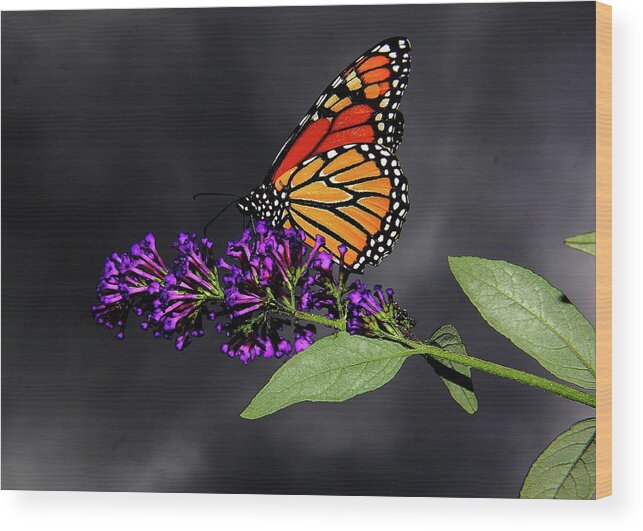  Butterfly Wood Print featuring the photograph Drink Deeply of This Moment by Allen Nice-Webb