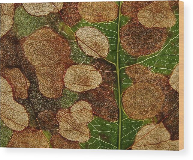 Leaf Wood Print featuring the photograph Dying Leaf by Ivan Lesica