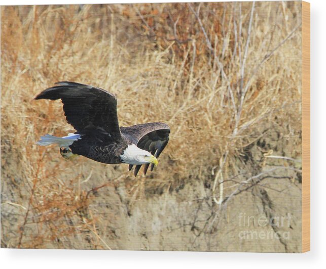 Bald Eagle Wood Print featuring the photograph Eagle in Flight by Paula Guttilla