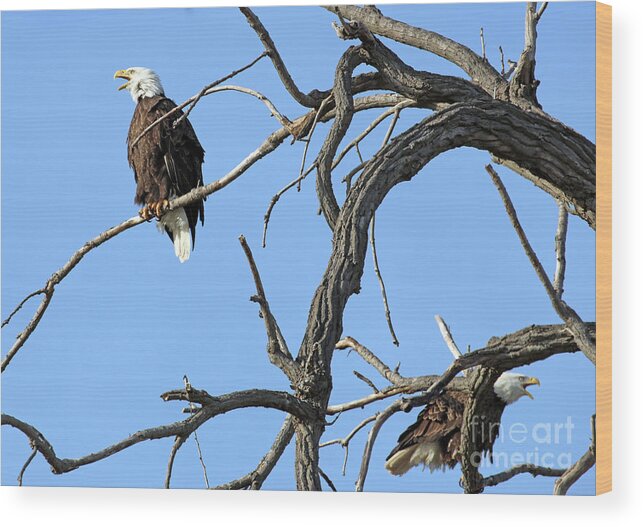 Bald Eagles Wood Print featuring the photograph Eagles Squawking at Each Other 7318 by Jack Schultz