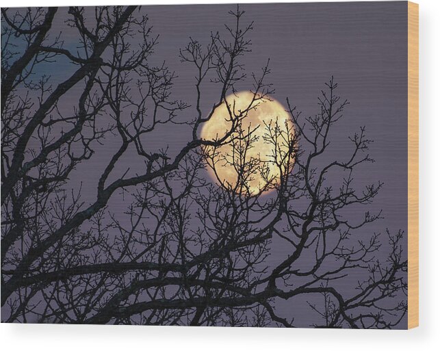 Moon Wood Print featuring the photograph Embracing The Moon by Lara Ellis