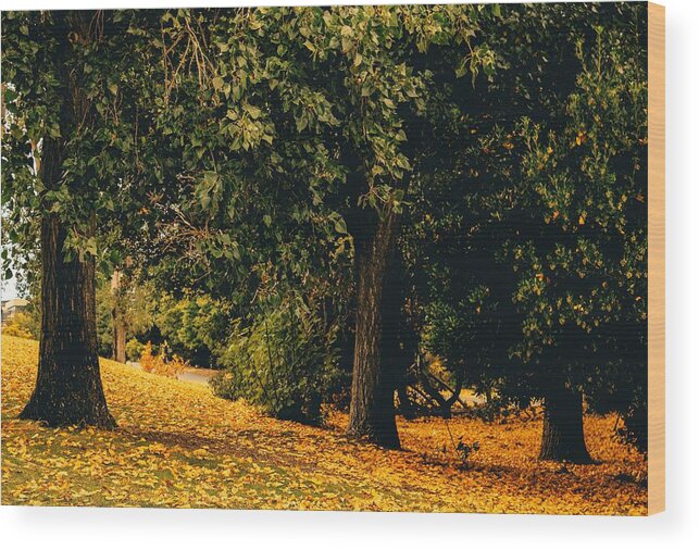 Fall Wood Print featuring the photograph Fall by Anamar Pictures