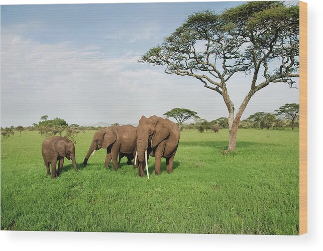 Grass Wood Print featuring the photograph Family Of Elephants On A Sunny Day In by Volanthevist