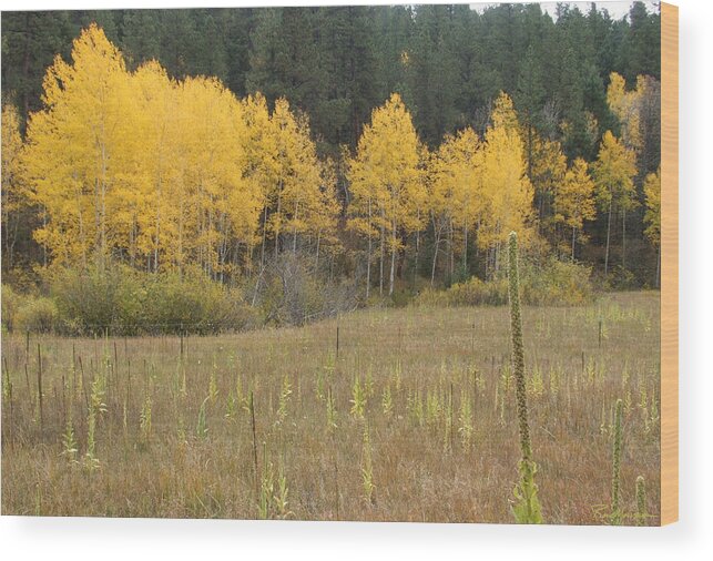 Santa Fe Mullein Aspen Fall Leaves Color Wood Print featuring the photograph Field o Mullein by Ron Monsour