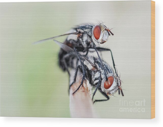 Flies Wood Print featuring the photograph Flies Mating by Al Andersen