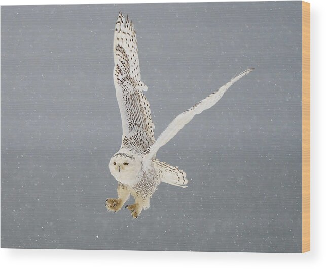 Snowyowl Wood Print featuring the photograph Flight Of The Snowy Owl by Johnny Chen