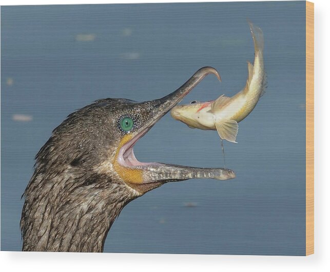 Cormorant Wood Print featuring the photograph Flipping Fish. by Paul Martin