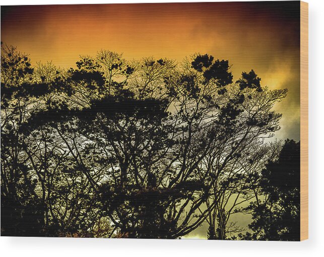 Fire Wood Print featuring the photograph Flora on Fire by Craig Watanabe