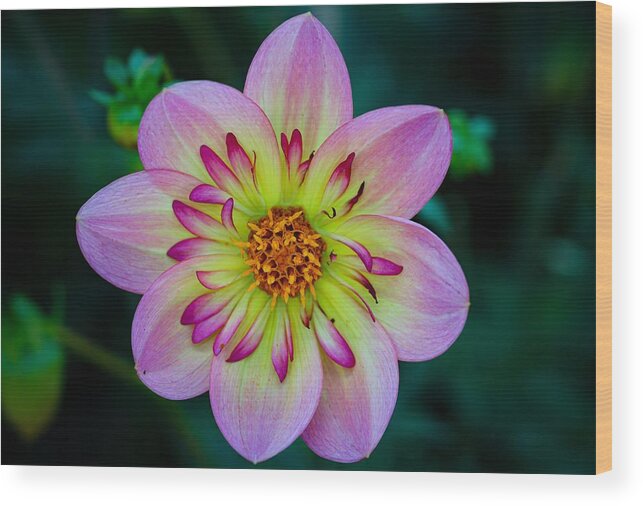Flower Wood Print featuring the photograph Flower 3 by Anamar Pictures
