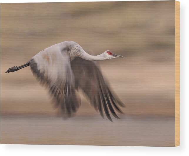 Sandhill Wood Print featuring the photograph Flying Sandhill Crane by Ming Chen