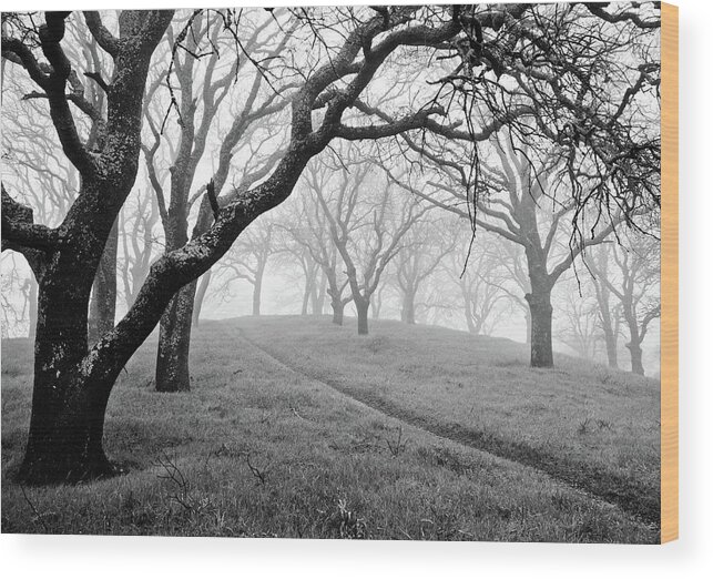 Scenics Wood Print featuring the photograph Foggy Forest On Mt. Diablo by Cathy Clark Aka Clcspics