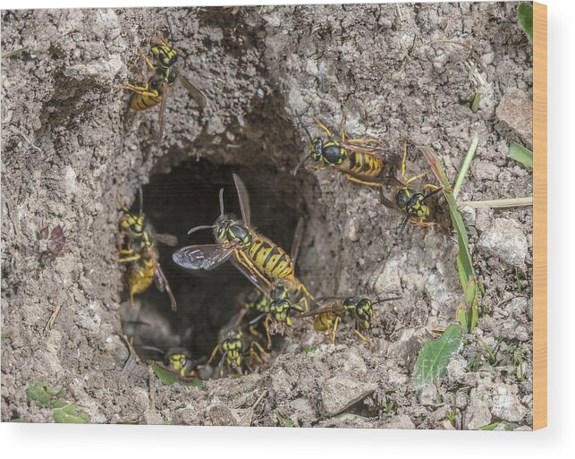 German Wasp Wood Print featuring the photograph German Wasps by Bob Gibbons/science Photo Library