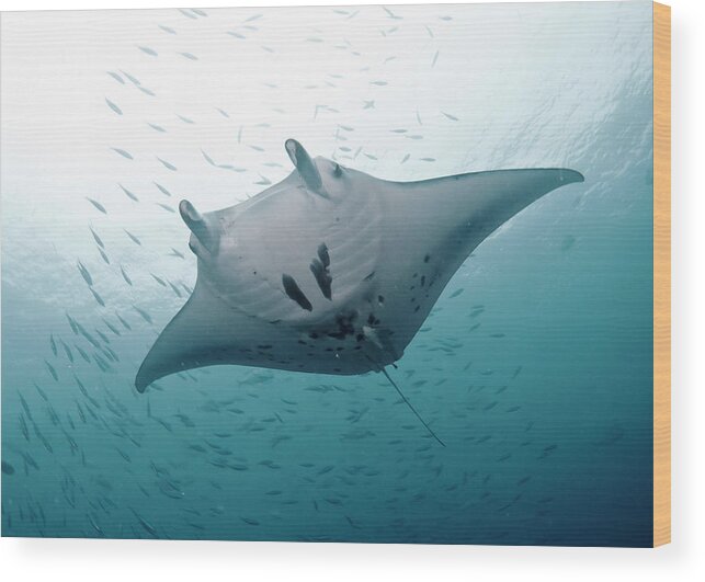 Animal Themes Wood Print featuring the photograph Graceful Manta by Wendy A. Capili
