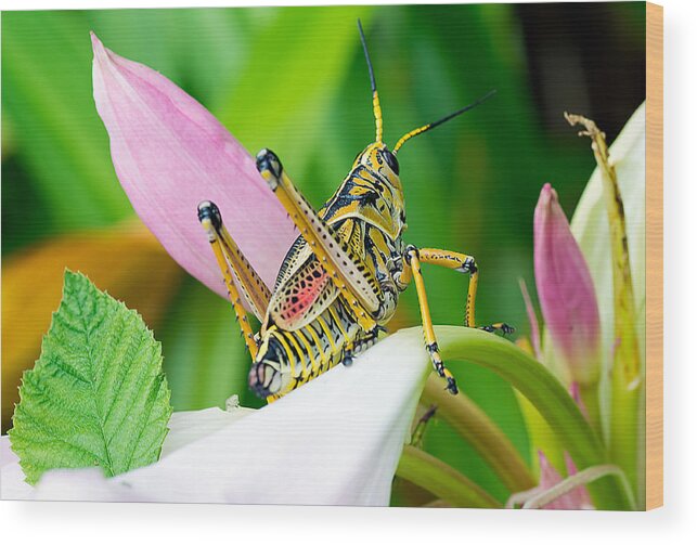 Wildlife Wood Print featuring the photograph Grasshopper View Of Life by Kenneth Albin