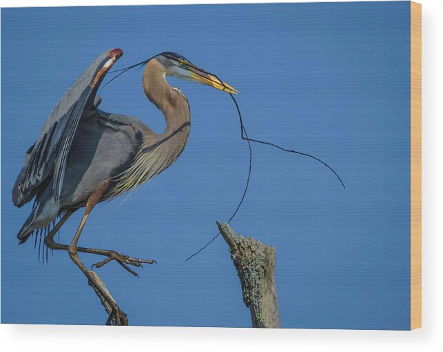 Herons Wood Print featuring the photograph Great Blue Heron 4034 by Donald Brown