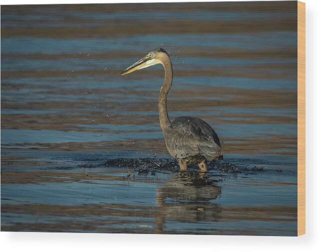 Great Blue Heron Wood Print featuring the photograph Great Blue Heron by Rick Mosher