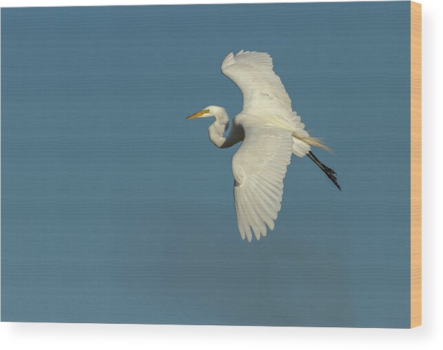 Great Egret Wood Print featuring the photograph Great Egret 2014-9 by Thomas Young