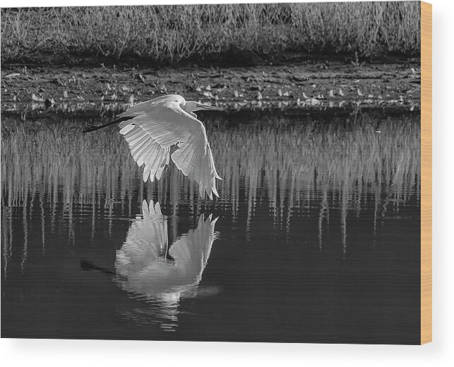 Great Egret Wood Print featuring the photograph Great Egret BW by Rick Mosher