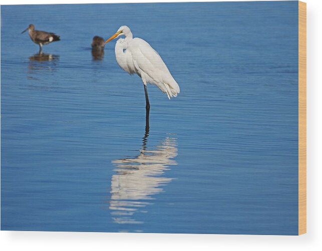 Great White Egret Wood Print featuring the photograph Great White Egret at Ding I by Michiale Schneider