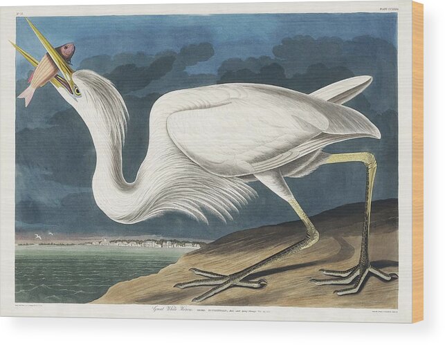 Duck Wood Print featuring the painting Great White Heron from Birds of America 1827 by John James Audubon 1785 - 1851 , etched by Rober by John James Audubon
