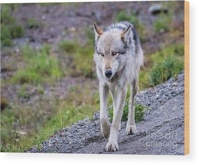 Wolf Wood Print featuring the photograph Grey wolf in Denali National Park, Alaska by Lyl Dil Creations