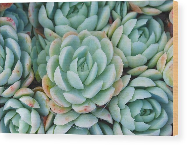 Scenics Wood Print featuring the photograph Hens And Chicks Succulent by Lazingbee