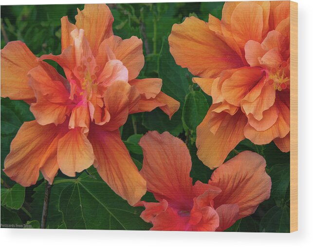 Hawaii Wood Print featuring the photograph Hibiscus Tripcus Orangus by G Lamar Yancy