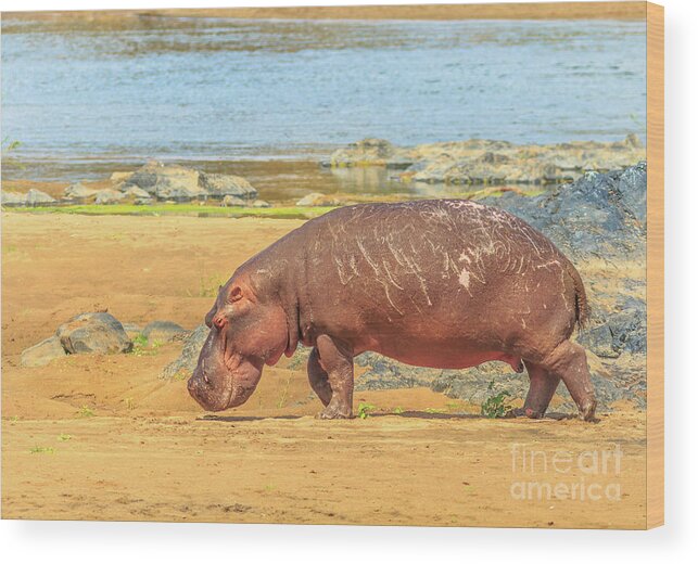 Hippo Wood Print featuring the photograph Hippo South Africa by Benny Marty