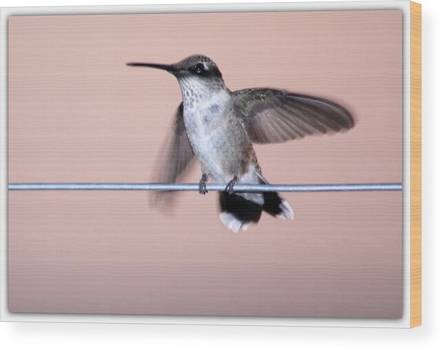 Wire Wood Print featuring the photograph Hummingbird On A Wire by Wind Home Photography