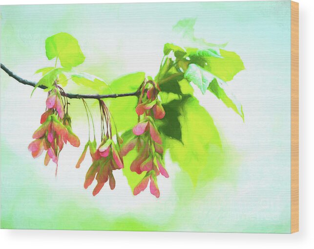 Maple Wood Print featuring the photograph Impressionistic Maple Seeds and Foliage by Anita Pollak