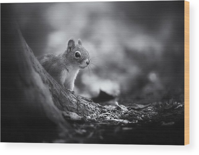 Squirrel Wood Print featuring the photograph In The Woods by Christian Duguay