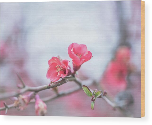 Quince Wood Print featuring the photograph Japanese Quince by Lori Rowland