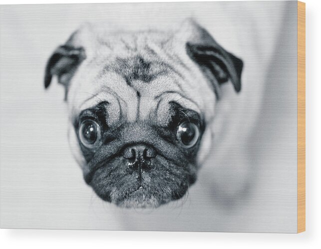 Pets Wood Print featuring the photograph Just Enough by Eddy Joaquim