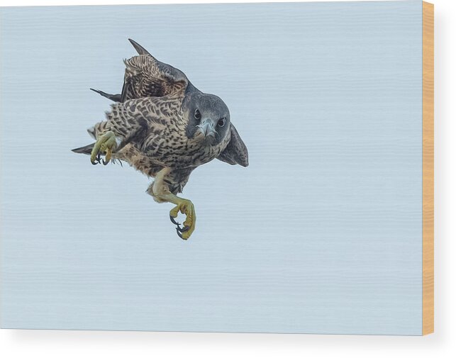 Falcon Wood Print featuring the photograph Juvenile Falcon by Tao Huang