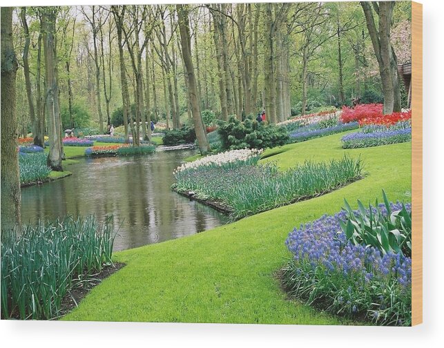  Wood Print featuring the photograph Keukenhof Gardens by Susie Rieple