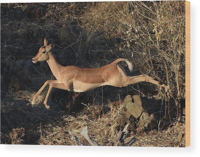 Impala Wood Print featuring the photograph Leaping Impala, Chobe National Park, Botswana by Ben Foster