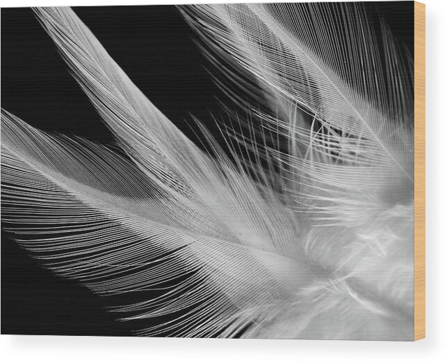Feathers Wood Print featuring the photograph Lightness by Silvia Marcoschamer
