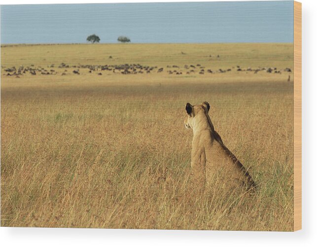 Long Wood Print featuring the photograph Lioness Panthera Leo Sitting In Long by James Warwick