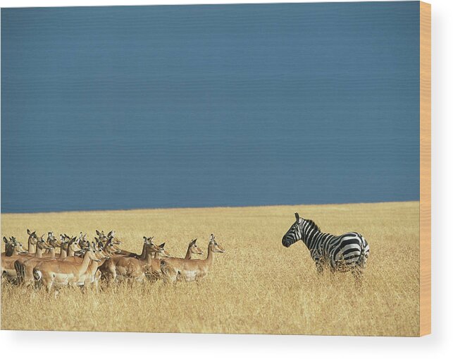 Plains Zebra Wood Print featuring the photograph Lone Burchells Zebra And Herd Of Impala by Paul Souders