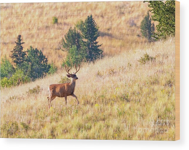 Bucks Wood Print featuring the photograph Majestic Buck in Grouse Meadow by Steven Krull