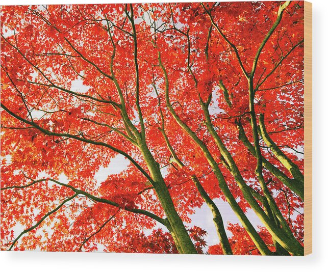 Outdoors Wood Print featuring the photograph Maple Trees In Autumn by Photolife/a.collectionrf