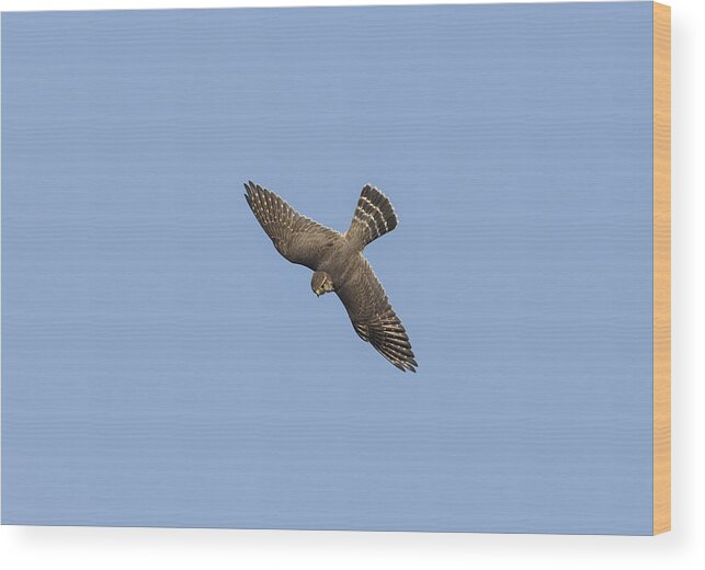 American Wildlife Wood Print featuring the photograph Merlin In Flight by James Zipp
