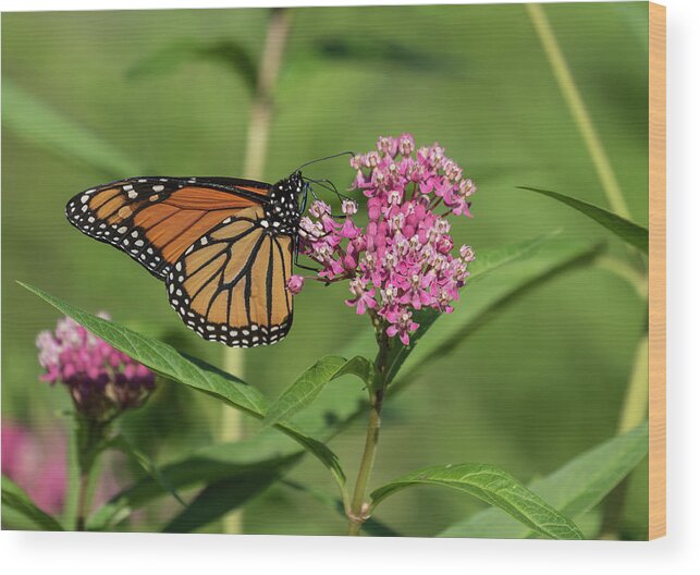 Monarch Butterfly Wood Print featuring the photograph Monarch 2019-1 by Thomas Young