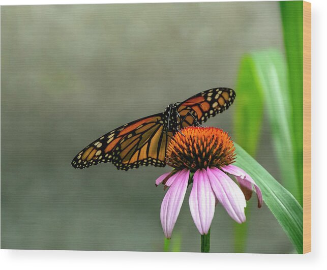 Butterfly Wood Print featuring the photograph Monarch On Coneflower by Cathy Kovarik