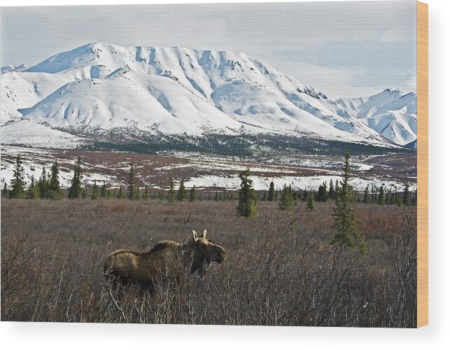 Snow Wood Print featuring the photograph Moose In Wilderness by Mark Newman