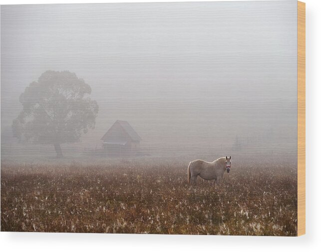 House Wood Print featuring the photograph Morning Fog by Sorin Tanase